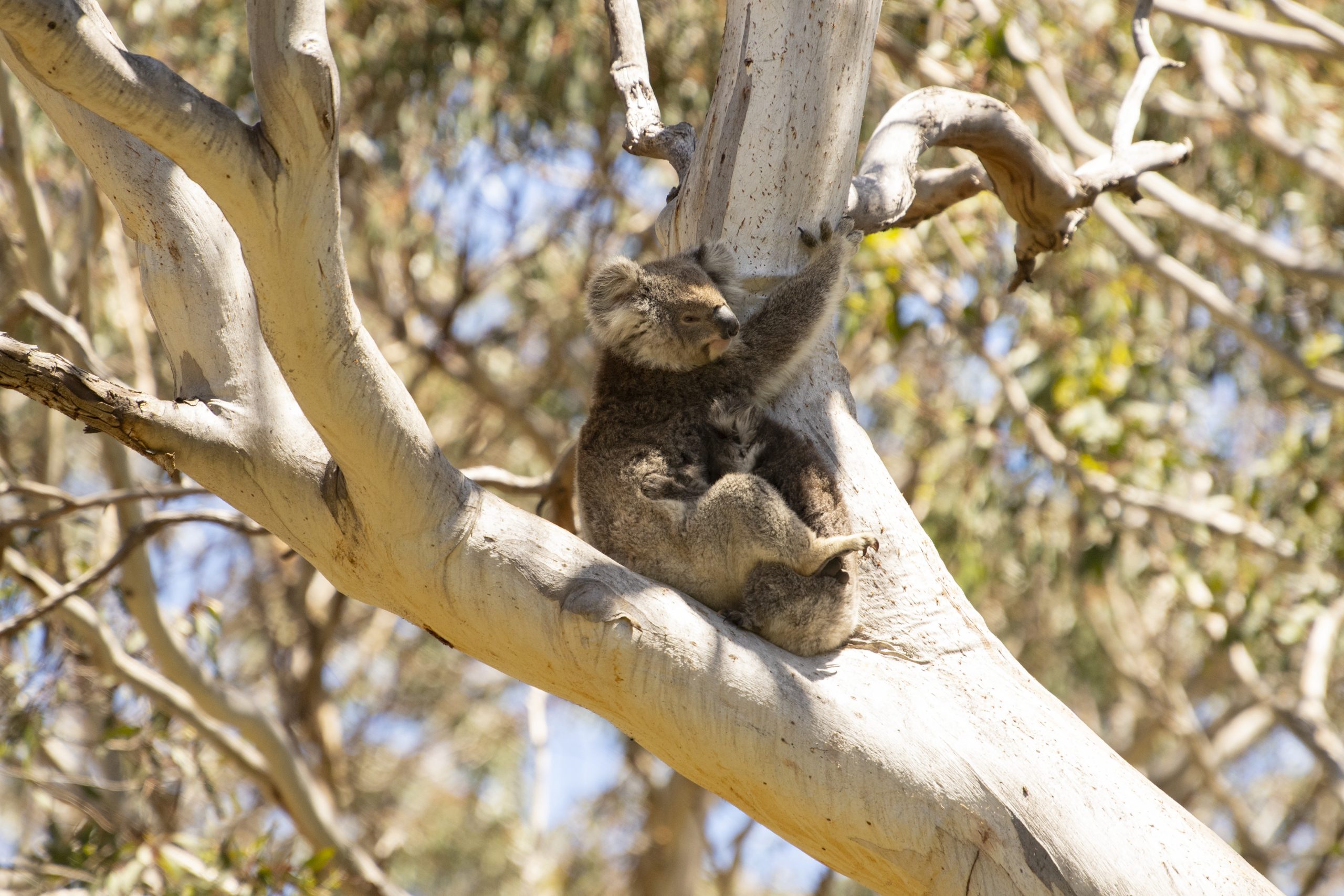 koala walk kangaroo island