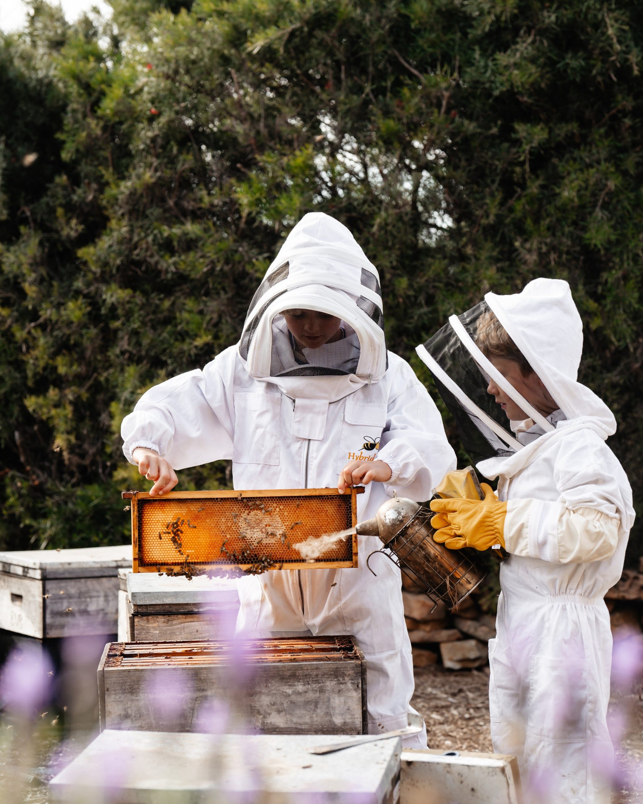 Beekeeping_Experience-Hives