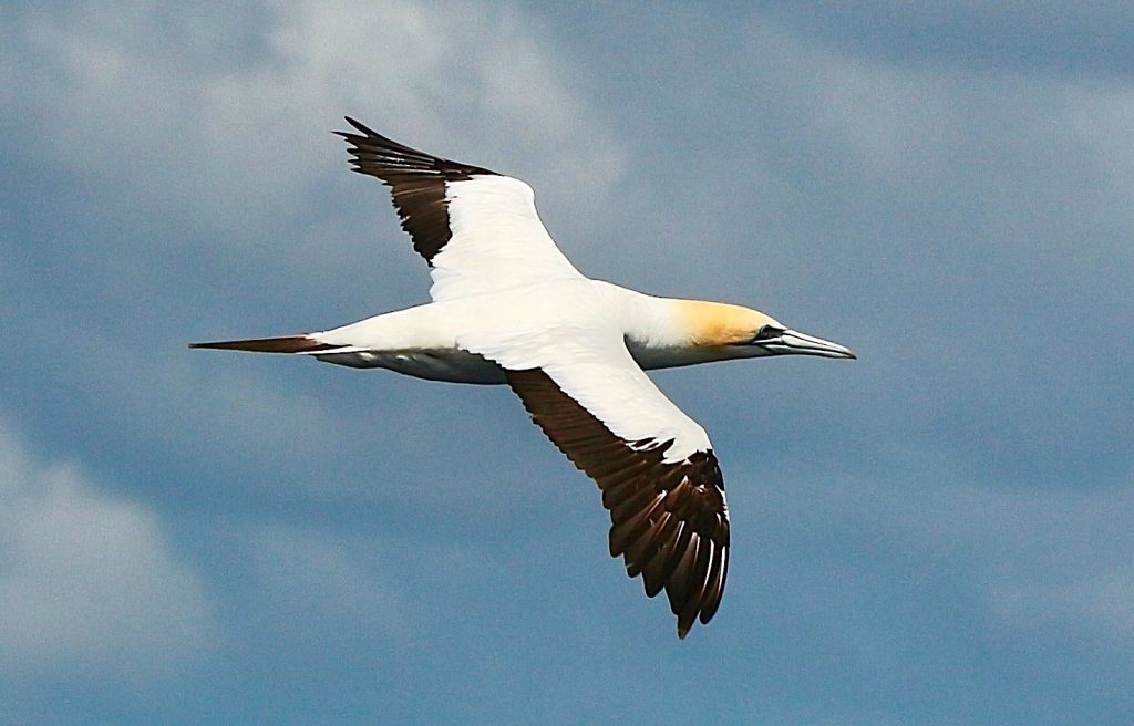 Australasian Gannet