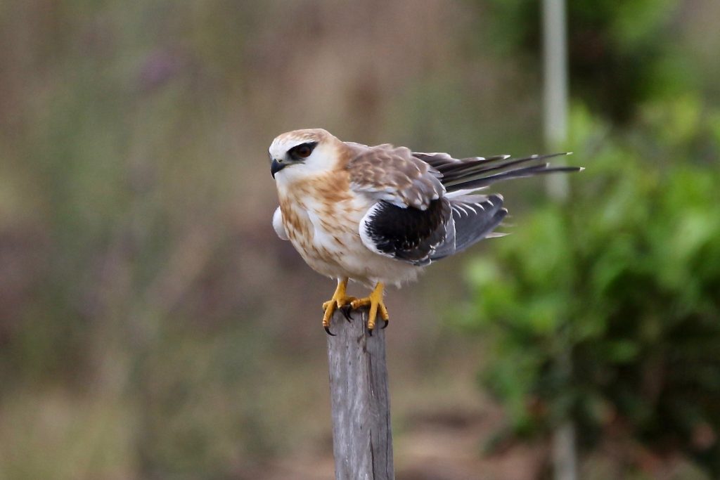 Black Shouldered Kite