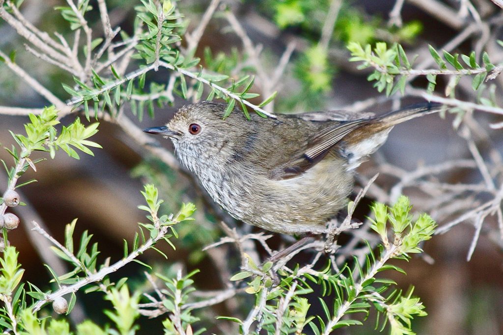 Thornbill