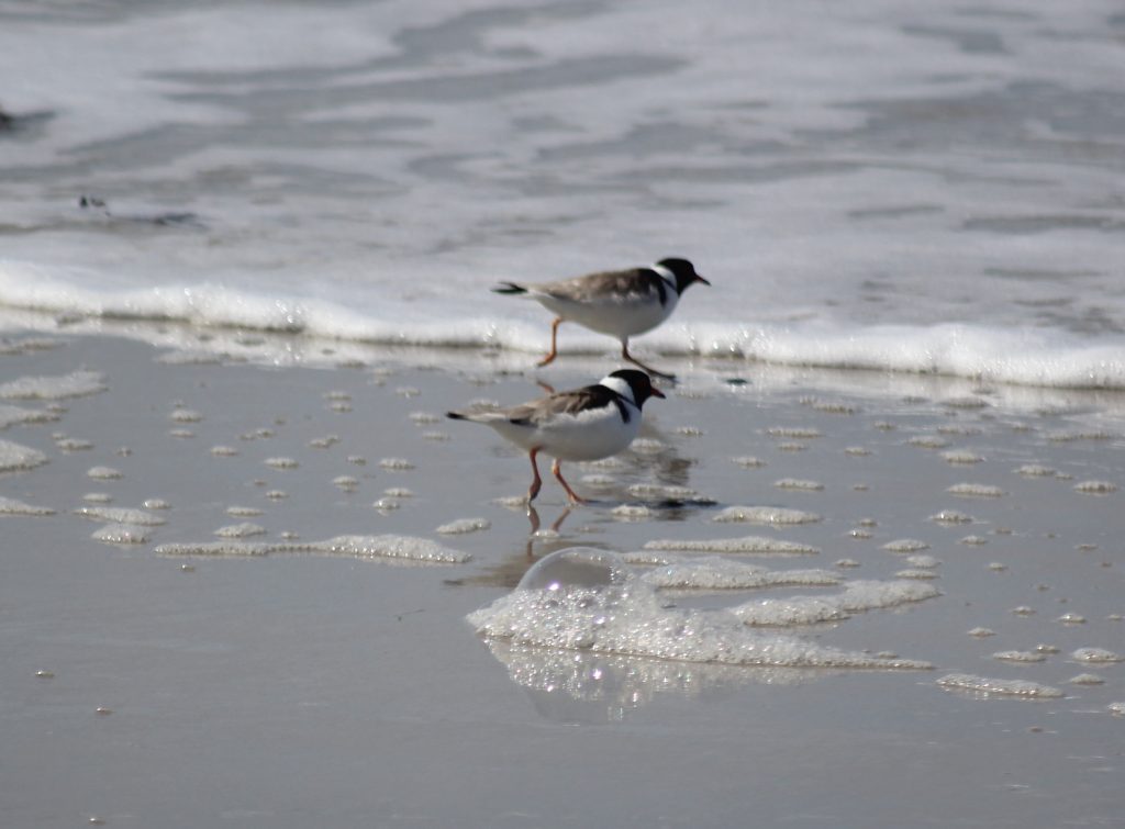 Hooded Plover