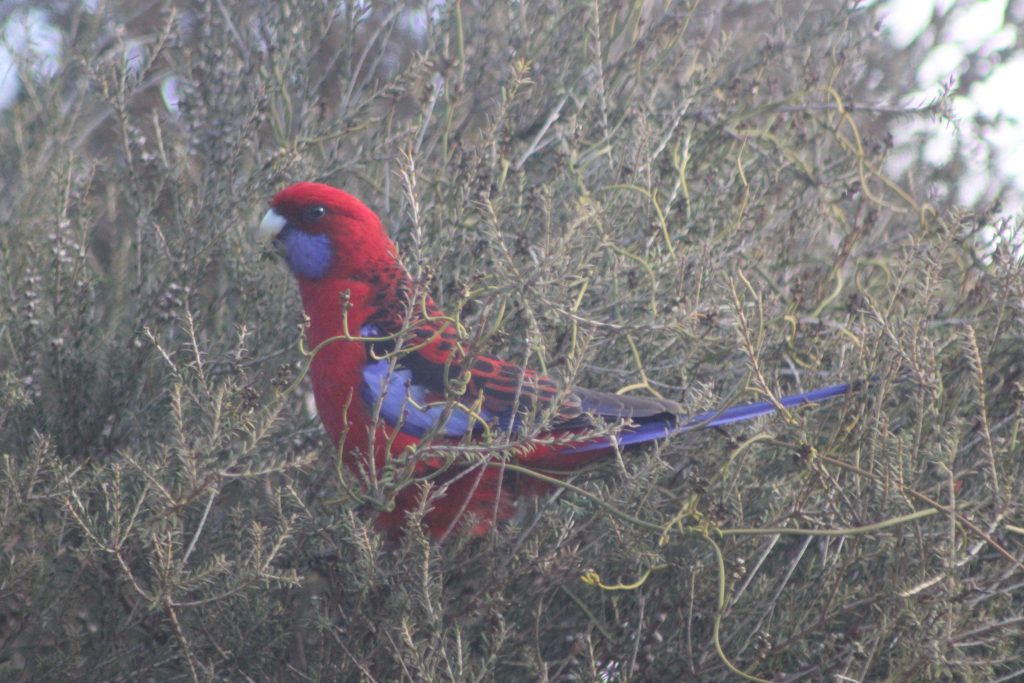 Kangaroo Island Crimson Rosela