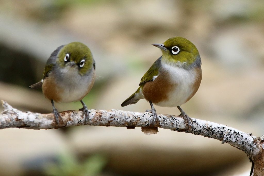 Silvereye