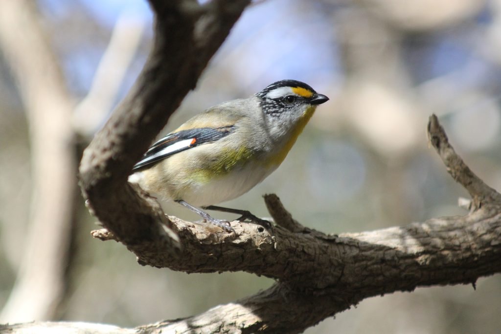 Pardalote