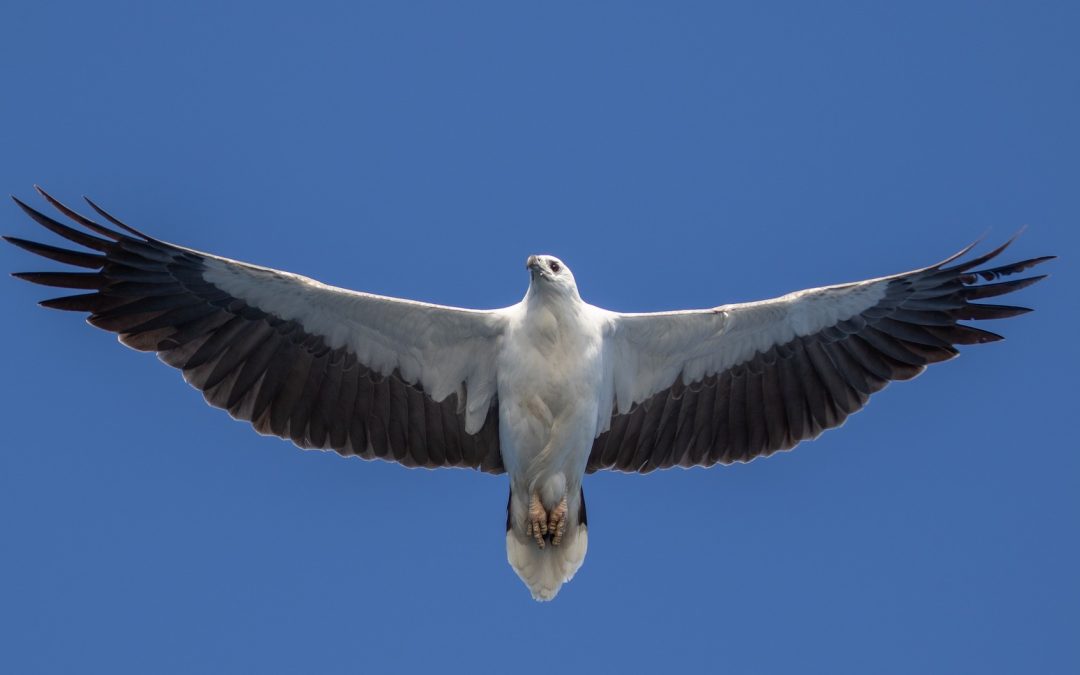 White-bellied Sea Eagle