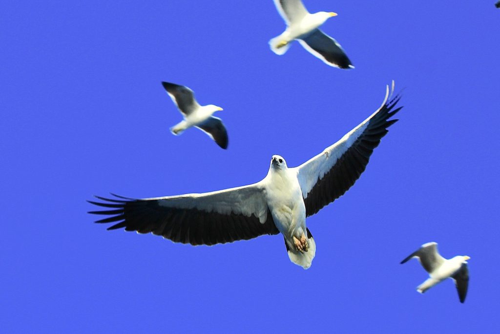 White-bellied Sea Eagles by R. Priest