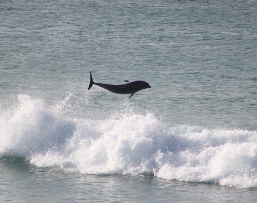 Dolphin free as a bird. By A.Priest